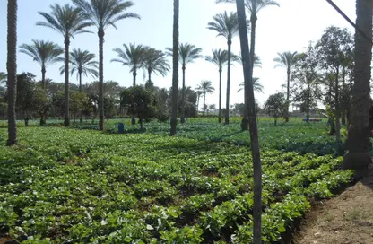 مزرعة - استوديو للبيع في طريق مصر اسكندرية الصحراوي - مدينة 6 أكتوبر - الجيزة