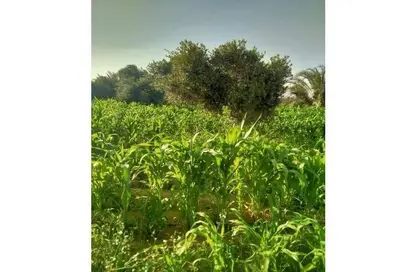 Farm - Studio for sale in Cairo Alexandria Desert Road - 6 October City - Giza